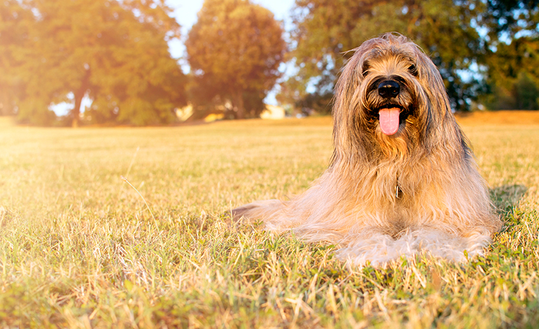 Pastor-catalán-tumbado-sobre-el-cesped