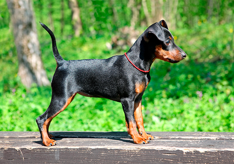 Pinscher-Miniatura-posando-para-exposición