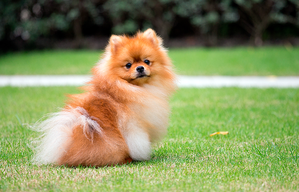 Pomerania en el jardín