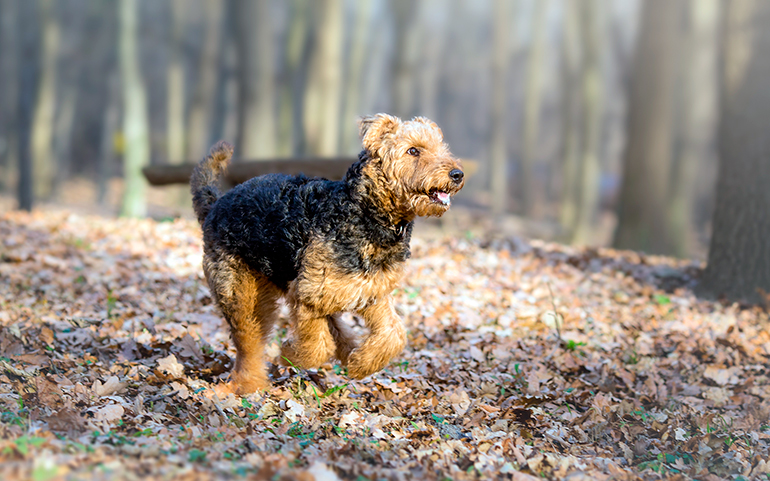 airedale-terrier-en-el-bosque