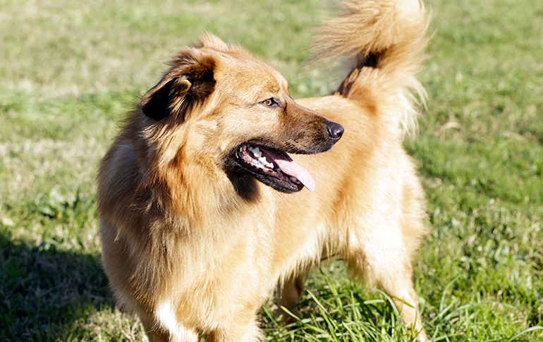 aspecto-del-perro-Pastor-Vasco