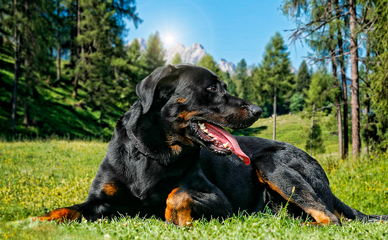 beauceron-tumbado-sobre-la-hierba
