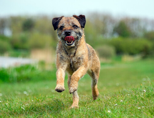 Historia de la raza Border Terrier