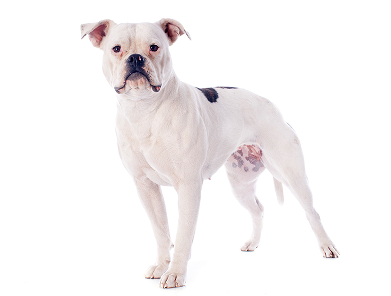 bulldog-americando-de-cuerpo-completo