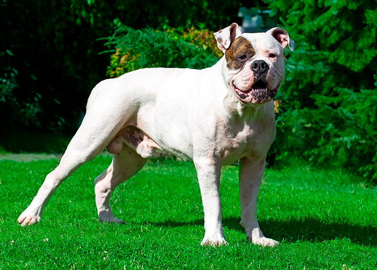 bulldog-americando-en-el-jardín