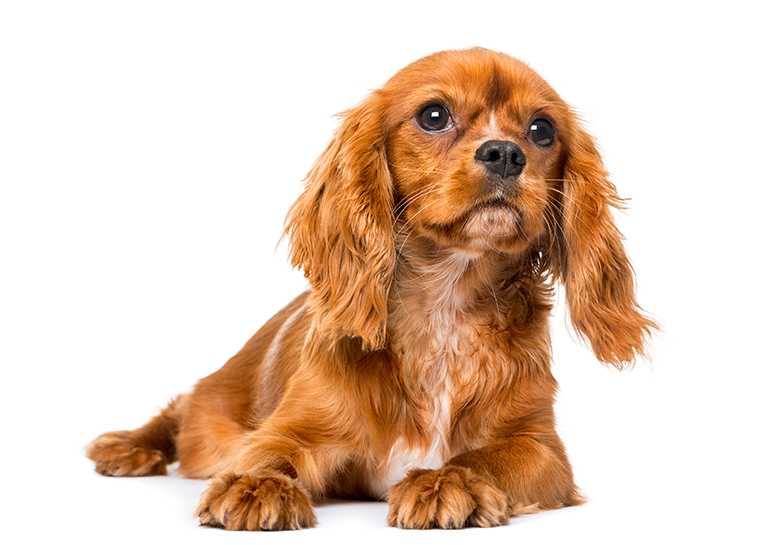 cachorro de Cavalier King Charles Spaniel cachorro de Cavalier King Charles Spaniel