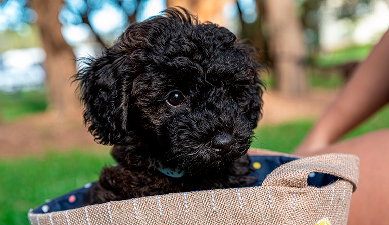 cachorro-de-Schnoodle