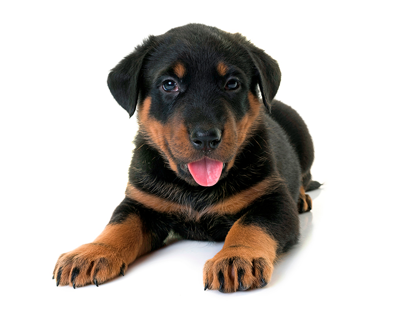 cachorros-de-beauceron