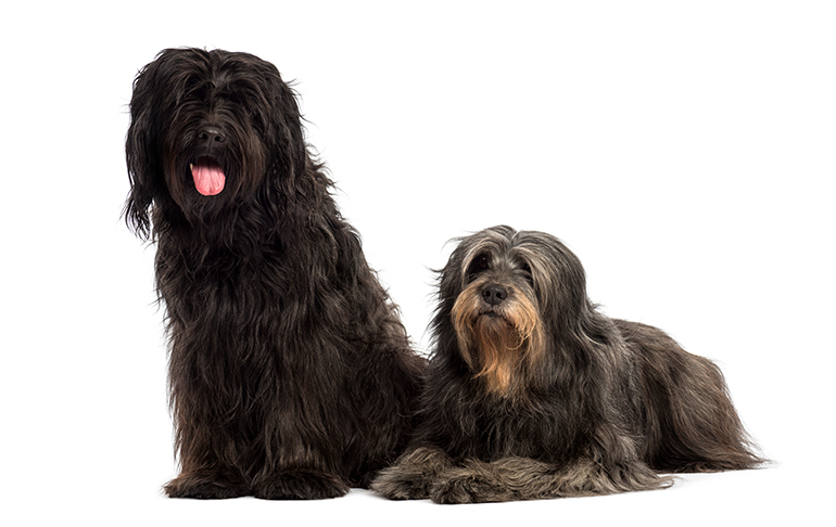 características-de-la-raza-Pastor-catalán