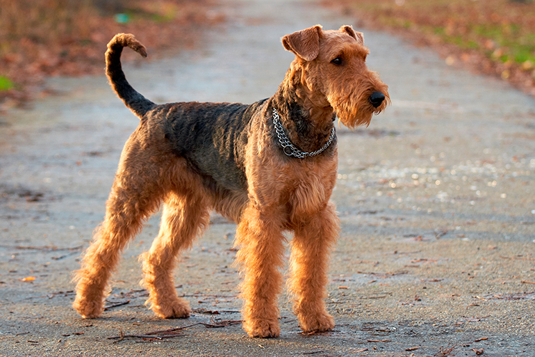 fisico de un Airedale Terrier fisico de un Airedale Terrier