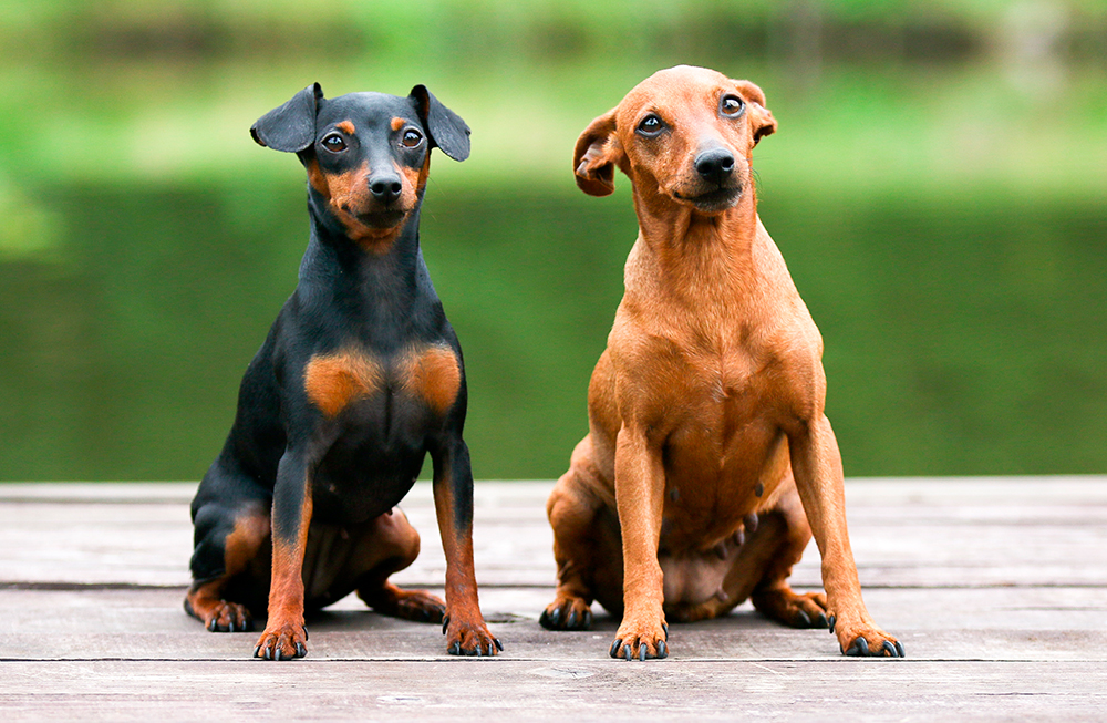 pareja de Pinscher Miniatura pareja de Pinscher Miniatura