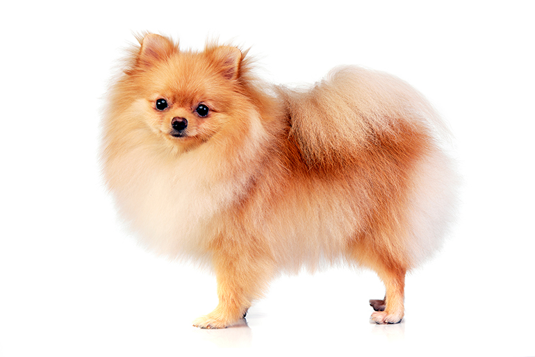 perfil-de-un-perro-Pomerania