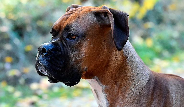 perfil-de-un-perro-bóxer