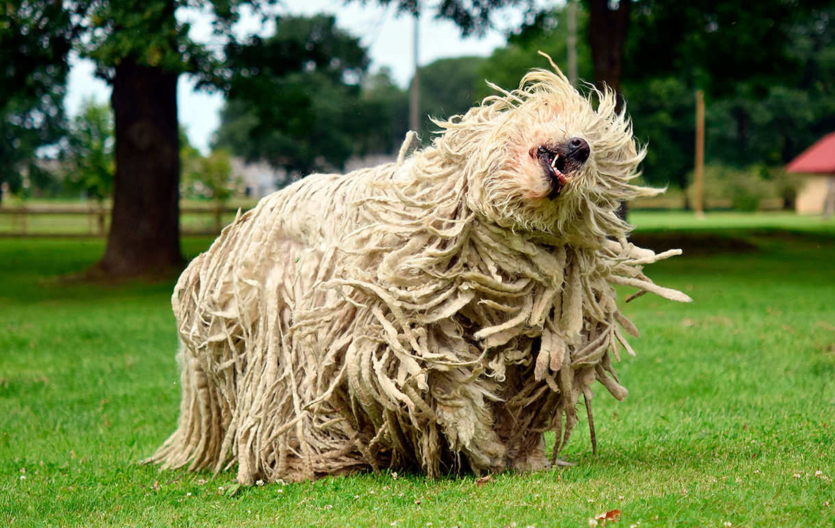 perro Komondor sacudiendose