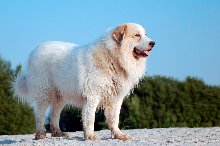 perro-Montaña-de-los-Pirineos-de-perfil