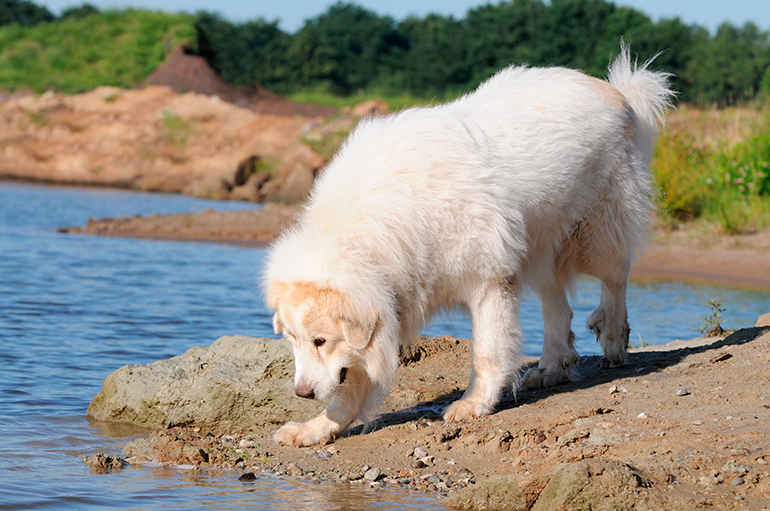 perro-Montaña-de-los-Pirineos-junto-al-lago