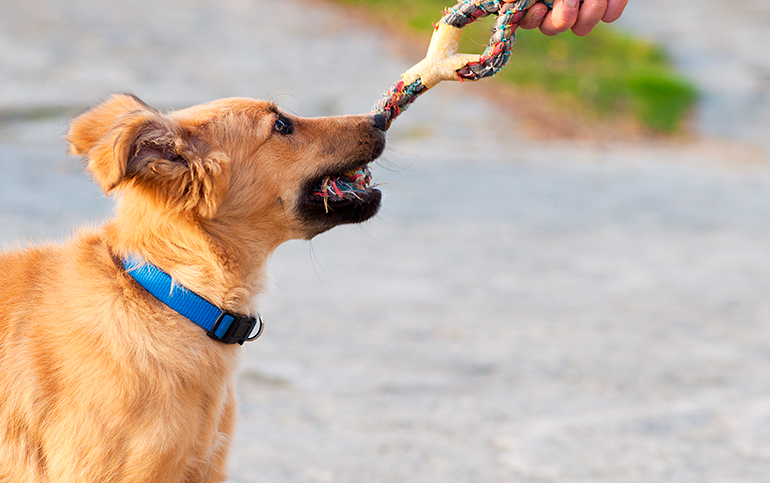 perro-Pastor-Vasco-jugando-con-un-mordedor