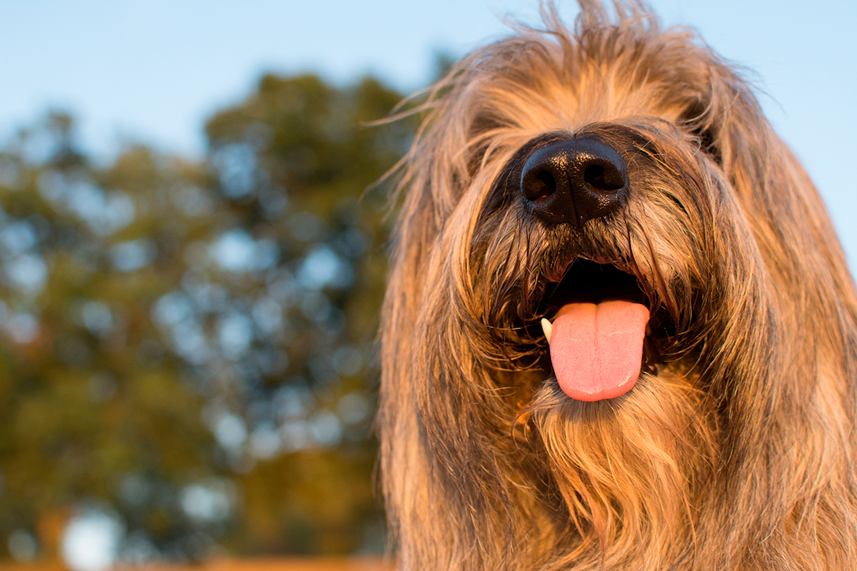 perro Pastor catalán