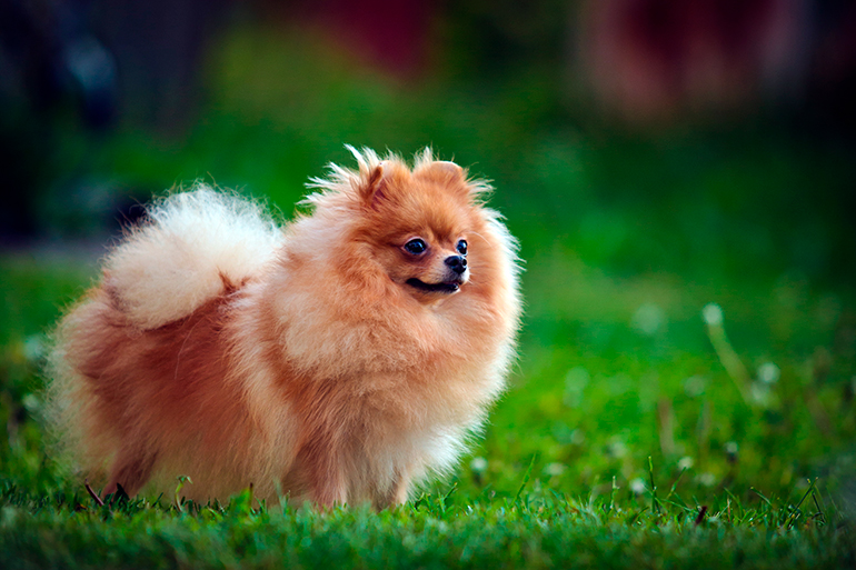 perro-Pomerania-sopbre-el-cesped