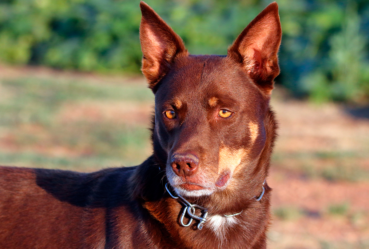 perro de raza Kelpie australiano