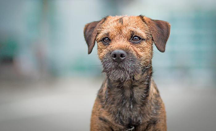 perro-de-raza-border-terrier