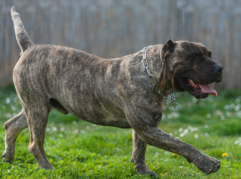 presa-canario-paseando