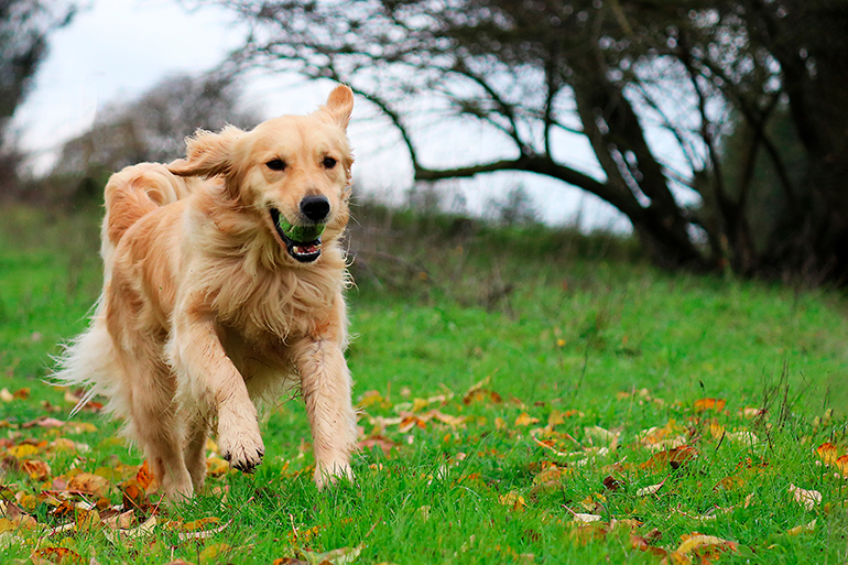 Golden-Retriever-jugando-con-una-pelota