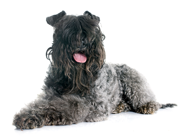 Kerry-Blue-Terrier