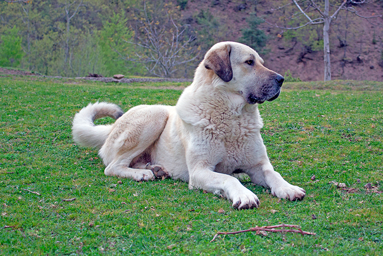 Perro-kangal-tumbado-sobre-el-cesped