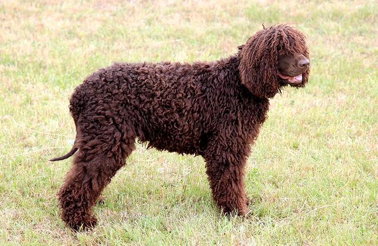 aspecto-del-perro-de-agua-irlandés