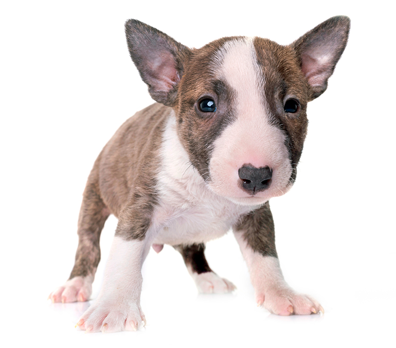 cachorro-de-perro-bull-terrier