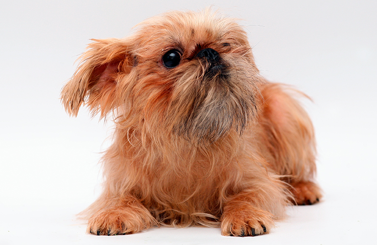 cachorro-de-perro-grifón-belga