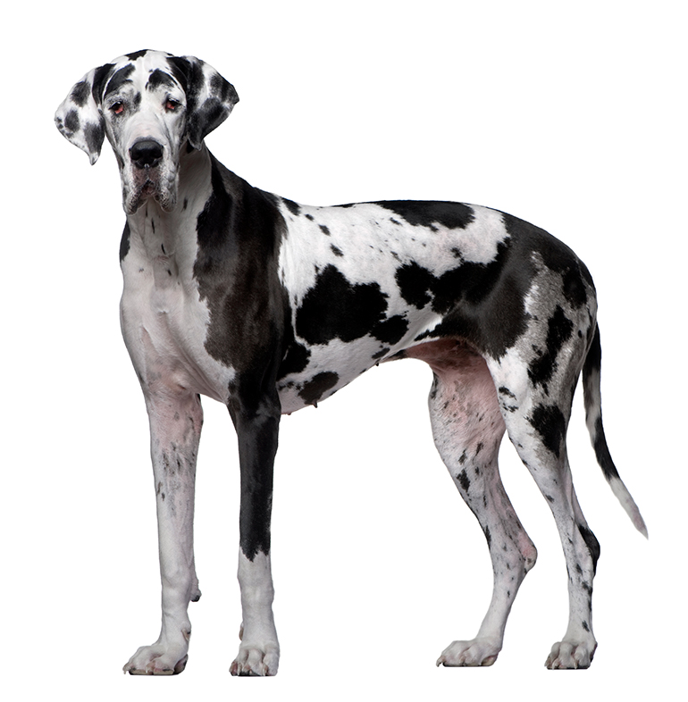 características-del-perro-gran-danés