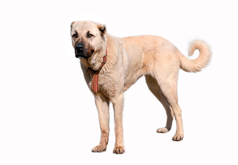 características-físicas-de-un-perro-kangal