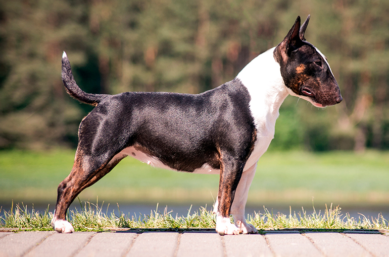 características físicas del bull terrier características físicas del bull terrier