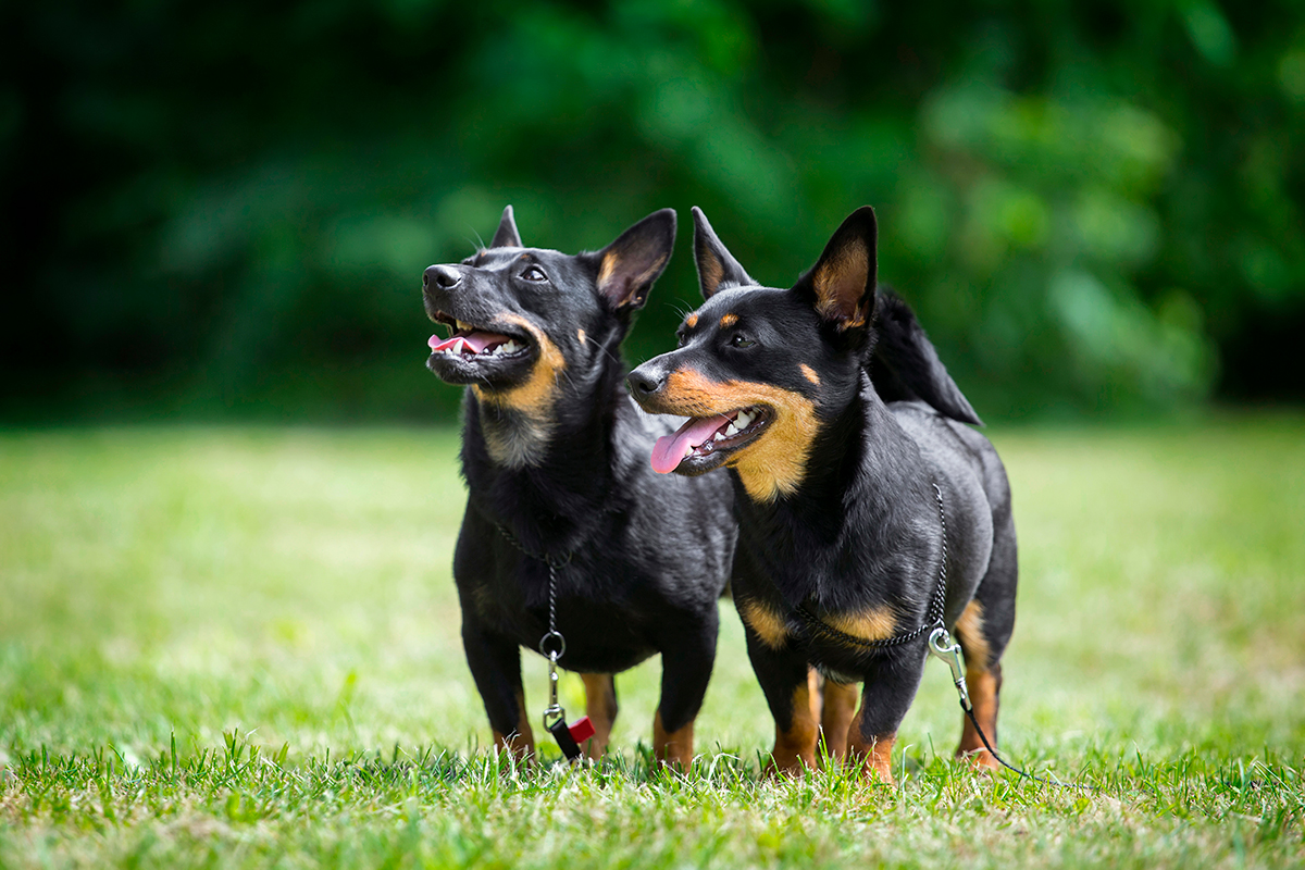 pareja de perros Lancashire Heeler