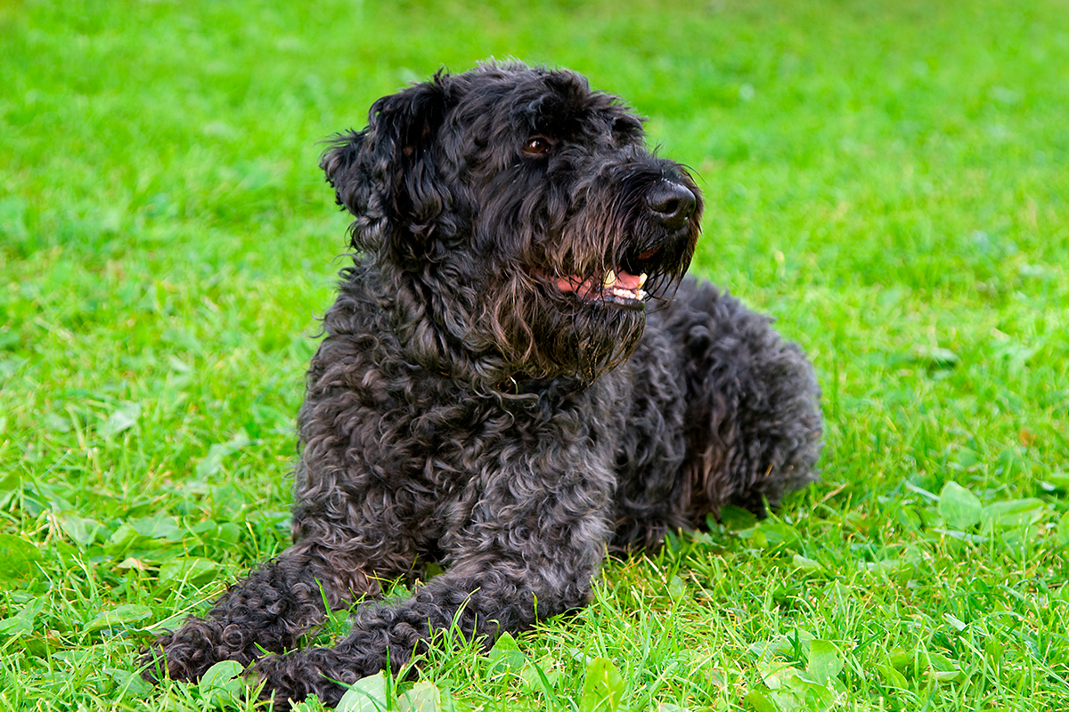 perro Kerry Blue Terrier