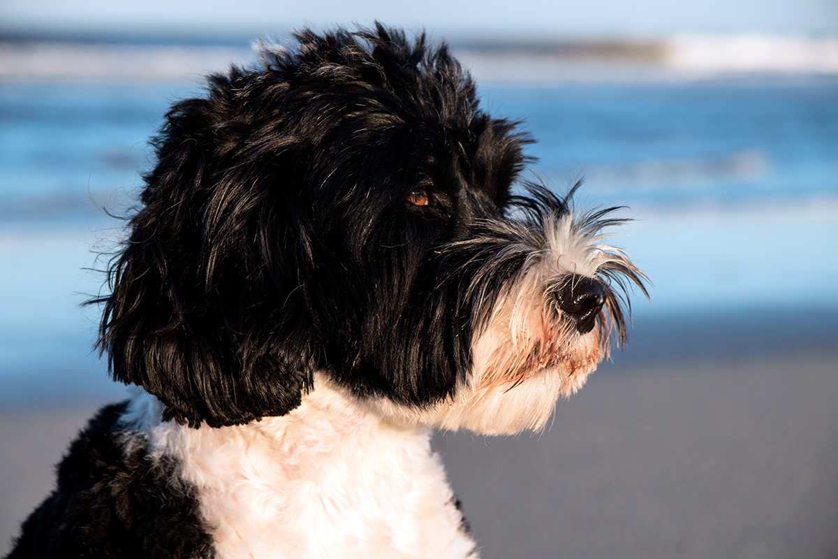 perro de agua portugués en la playa