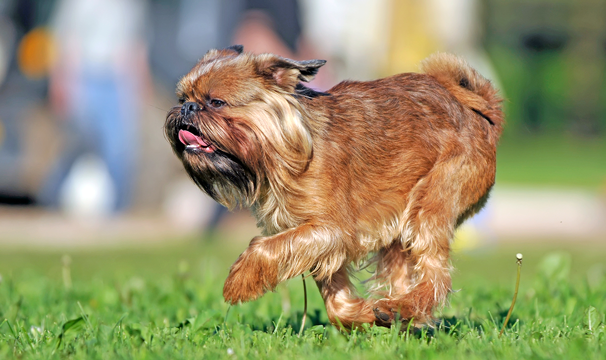 perro grifón belga corriendo sobre el cesped