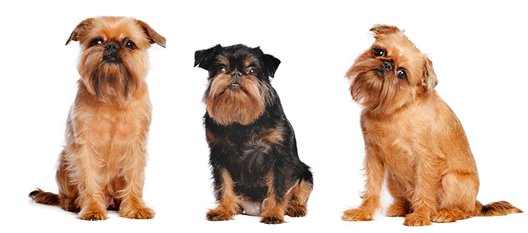 tres-ejemplares-de-perro-grifón-belga