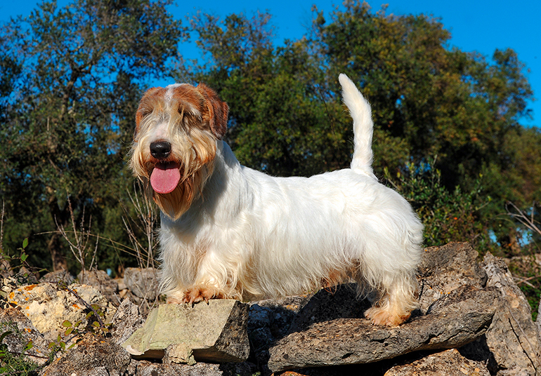 Sealyham-Terrier-en-la-montaña