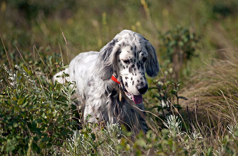Setter-Inglés-ha-localizado-un-rastro