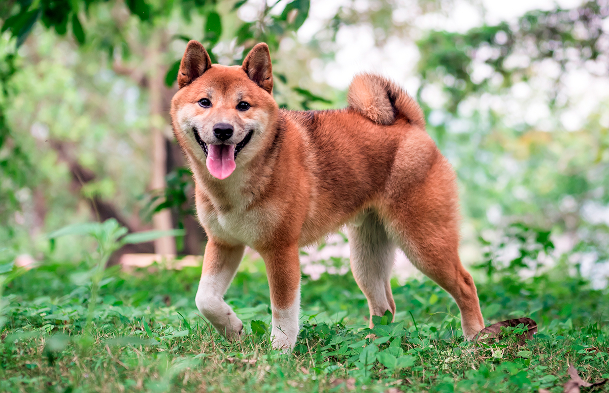 Shiba Inu en la montaña
