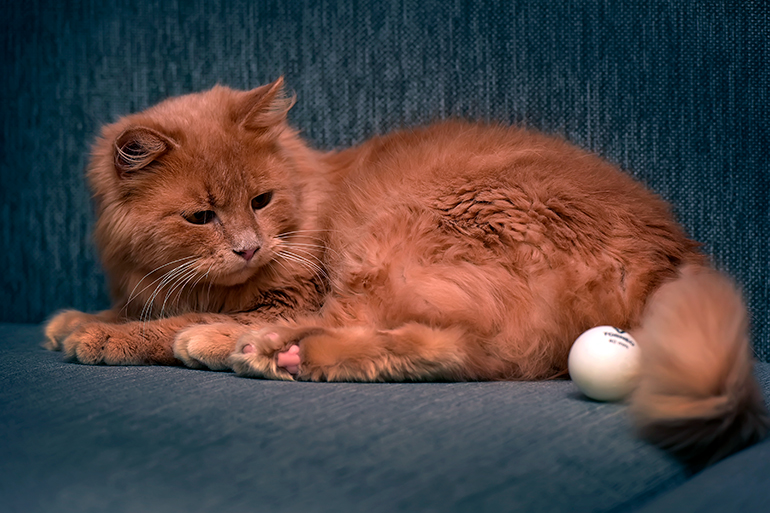 Somalí-tumbado-sobre-el-sofá