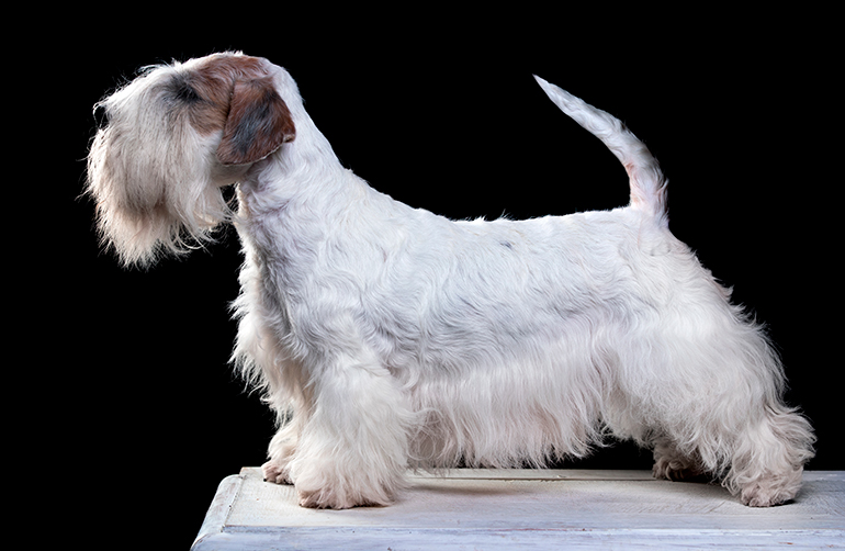 Terrier-Checo-posando