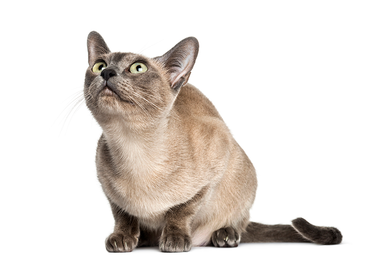 aspecto-físico-de-un-gato-Tonkinese