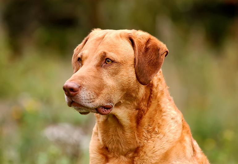 cabeza-de-perro-Retriever-de-Chesapeake