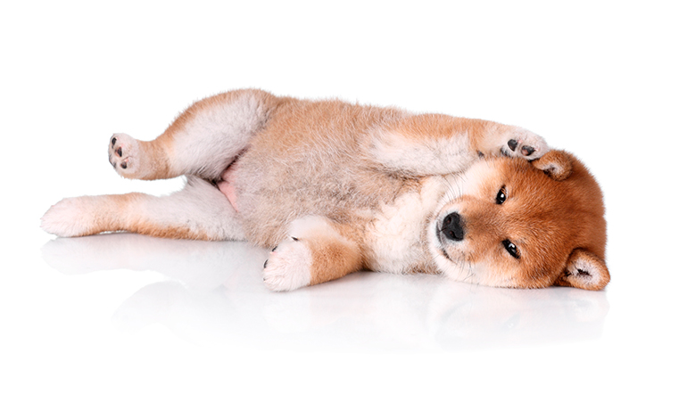 cachorro-de-Shiba-Inu