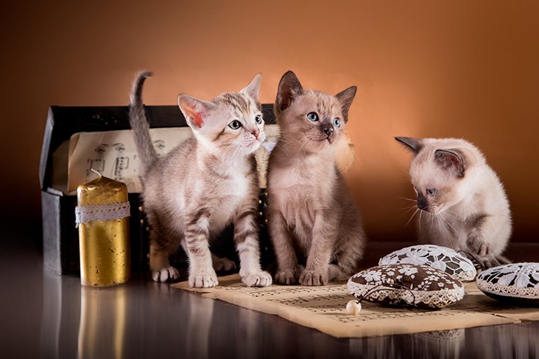 cachorros-de-gato-de-la-raza-Tonkinese
