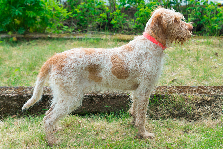 caracteristicas-fisicas-del-Spinone-Italiano